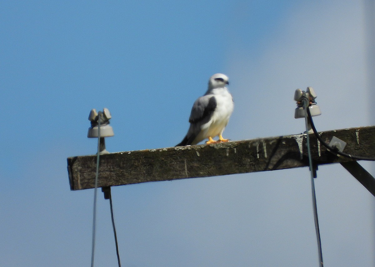 Black-shouldered Kite - ML644070274
