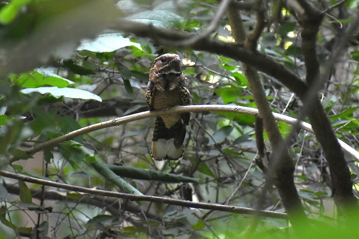 Large-tailed Nightjar - ML644070296