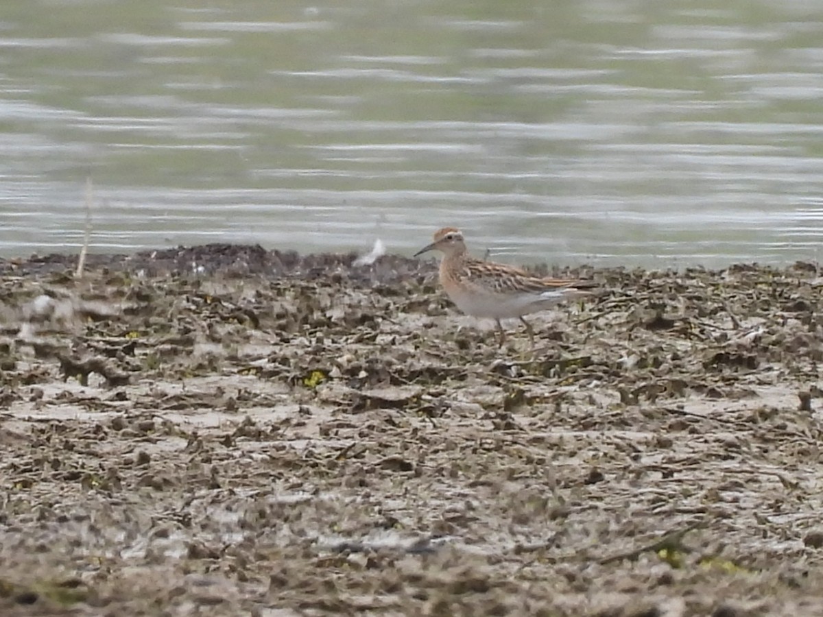 Сүүл элсэг - ML644070310