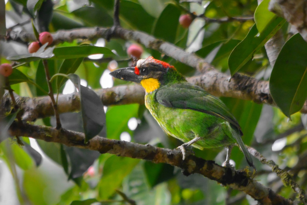 Gold-whiskered Barbet - ML644070313