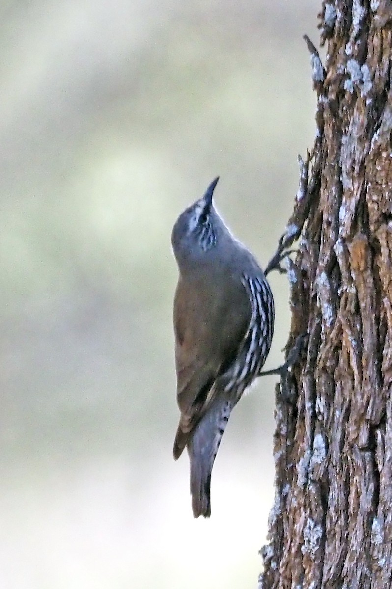 White-browed Treecreeper - ML644070324