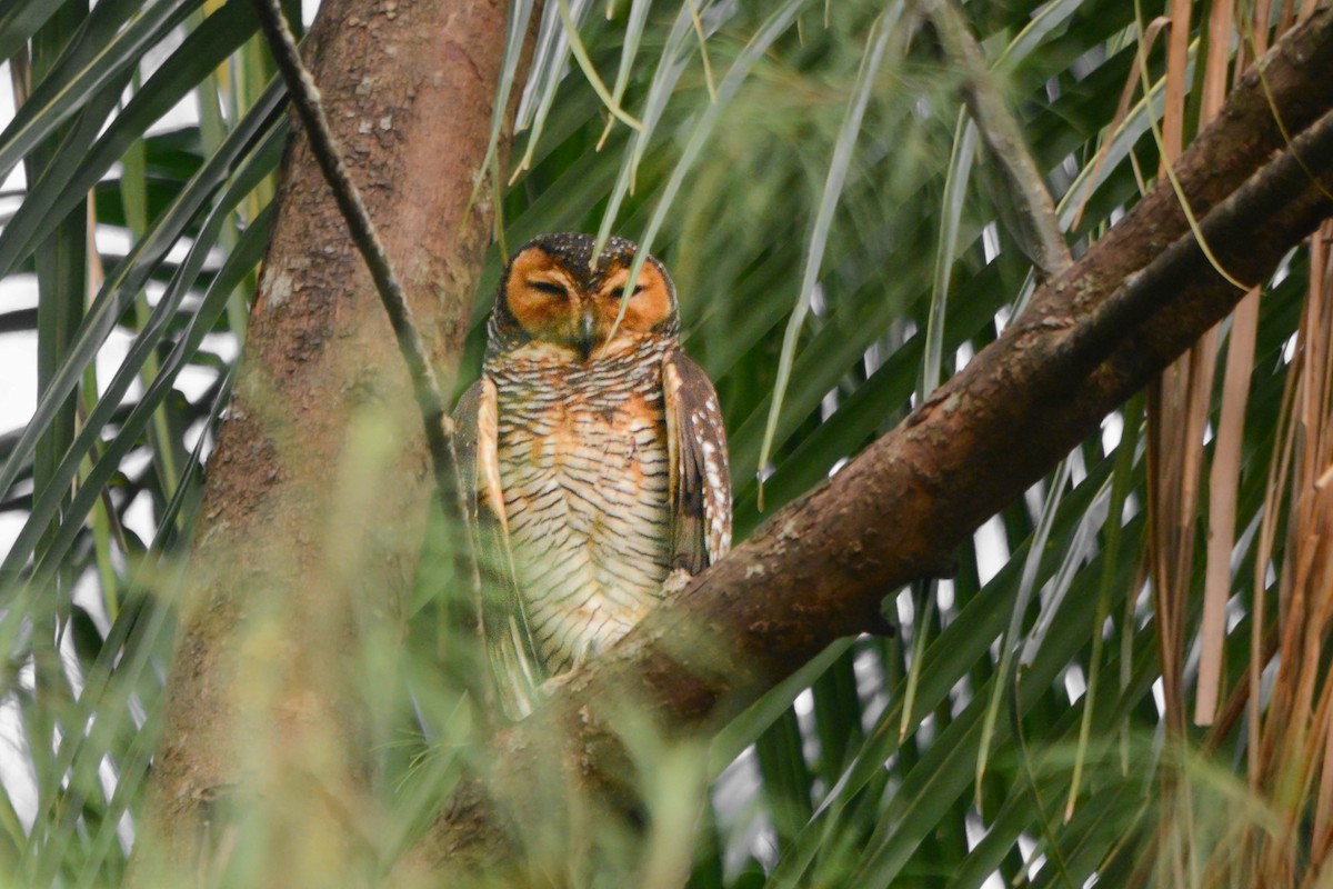 Spotted Wood-Owl - ML644070337