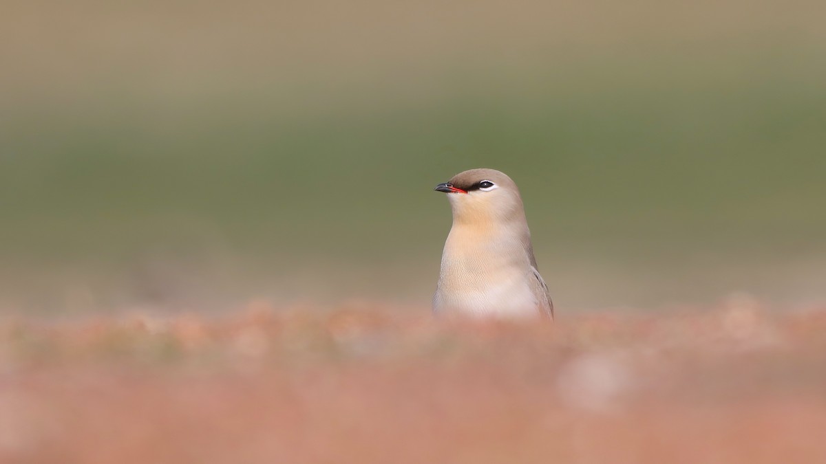 Small Pratincole - ML644070355