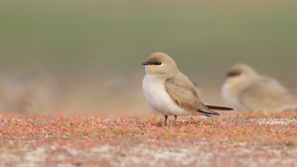 Small Pratincole - ML644070356