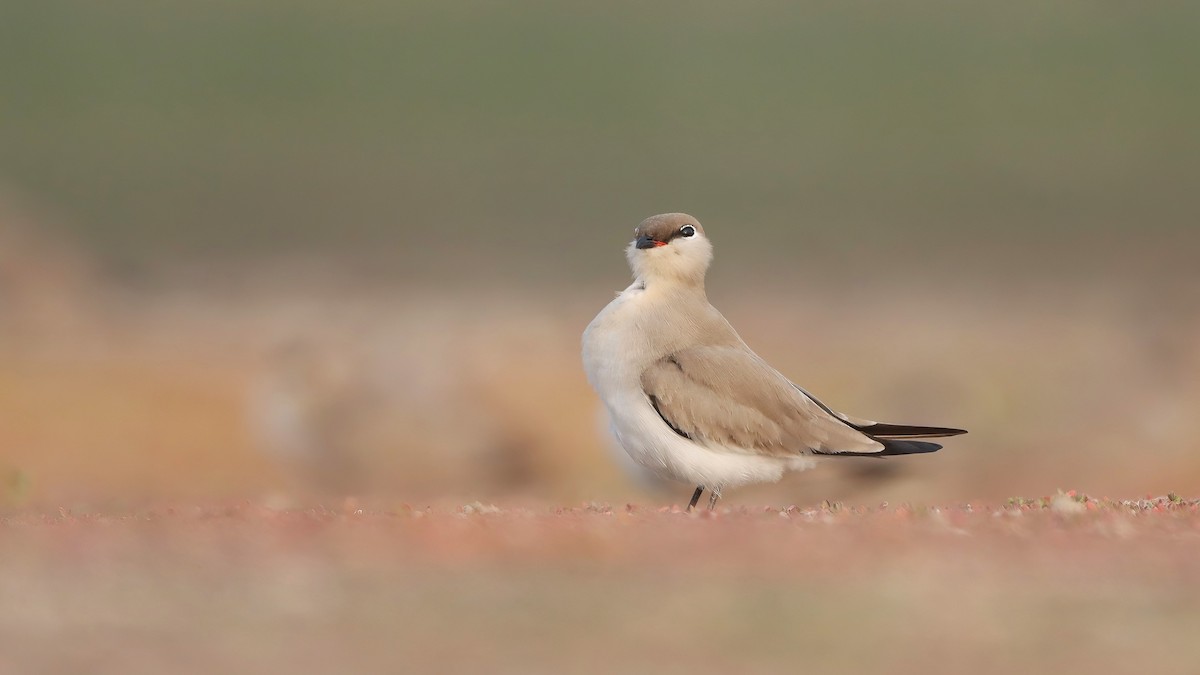 Small Pratincole - ML644070357