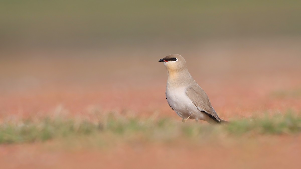 Small Pratincole - ML644070358