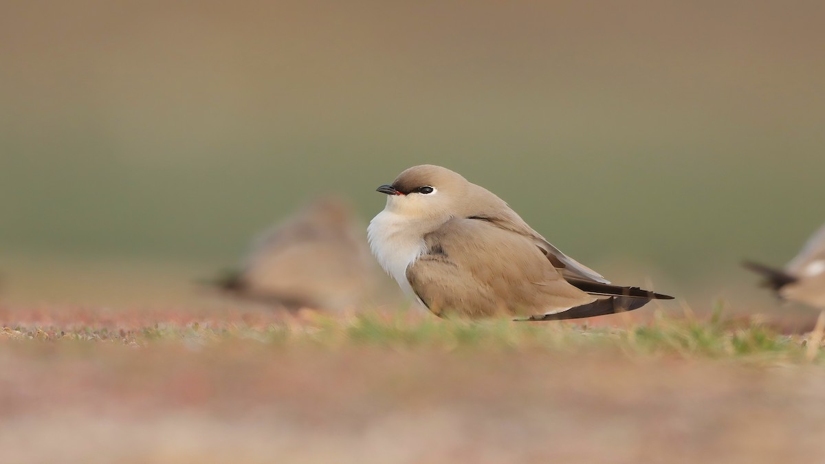 Small Pratincole - ML644070359