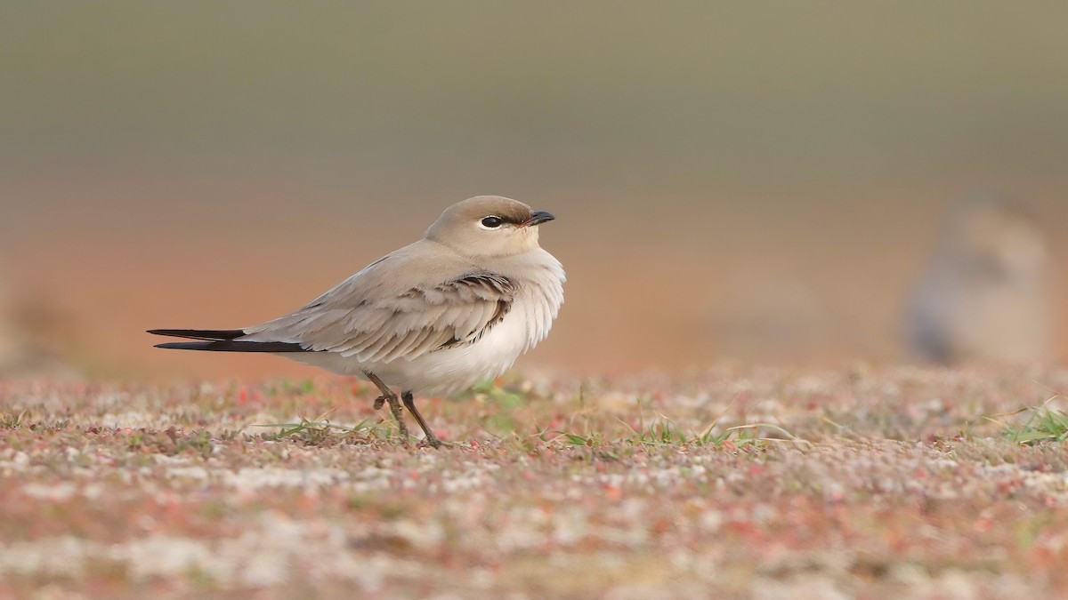 Small Pratincole - ML644070360