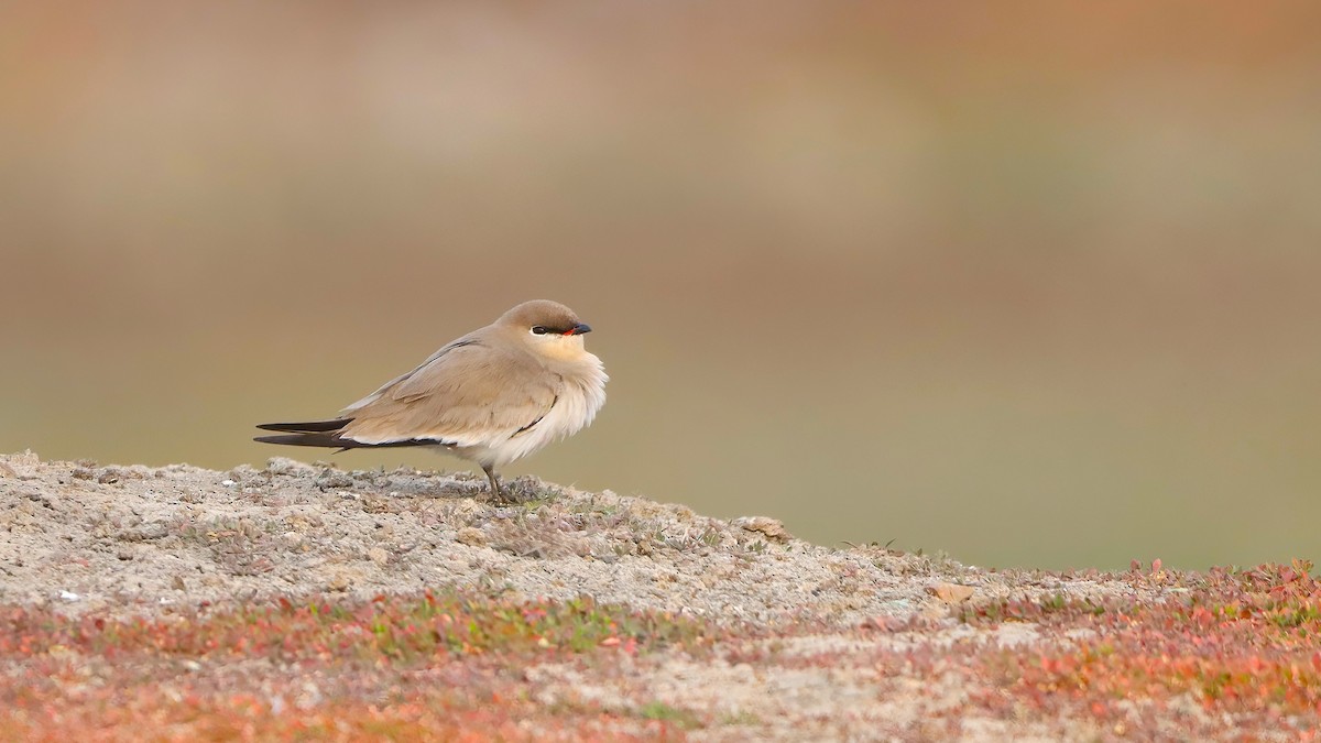 Small Pratincole - ML644070361