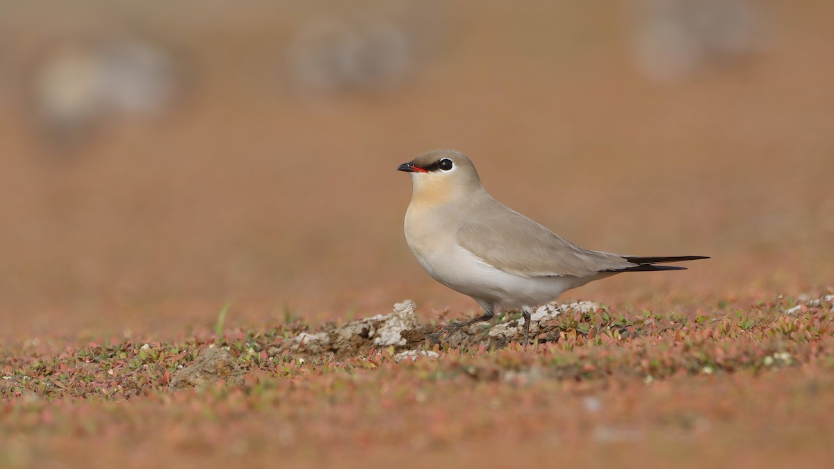Small Pratincole - ML644070362