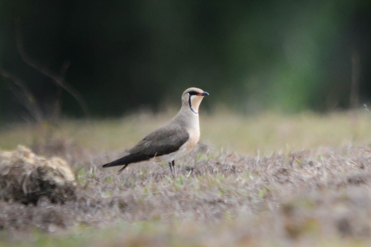 Oriental Pratincole - ML644070368