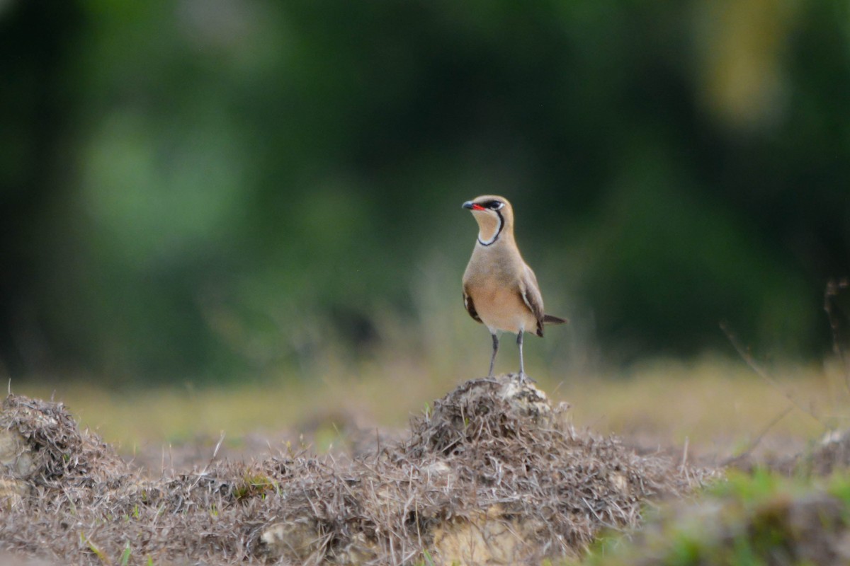 Oriental Pratincole - ML644070369