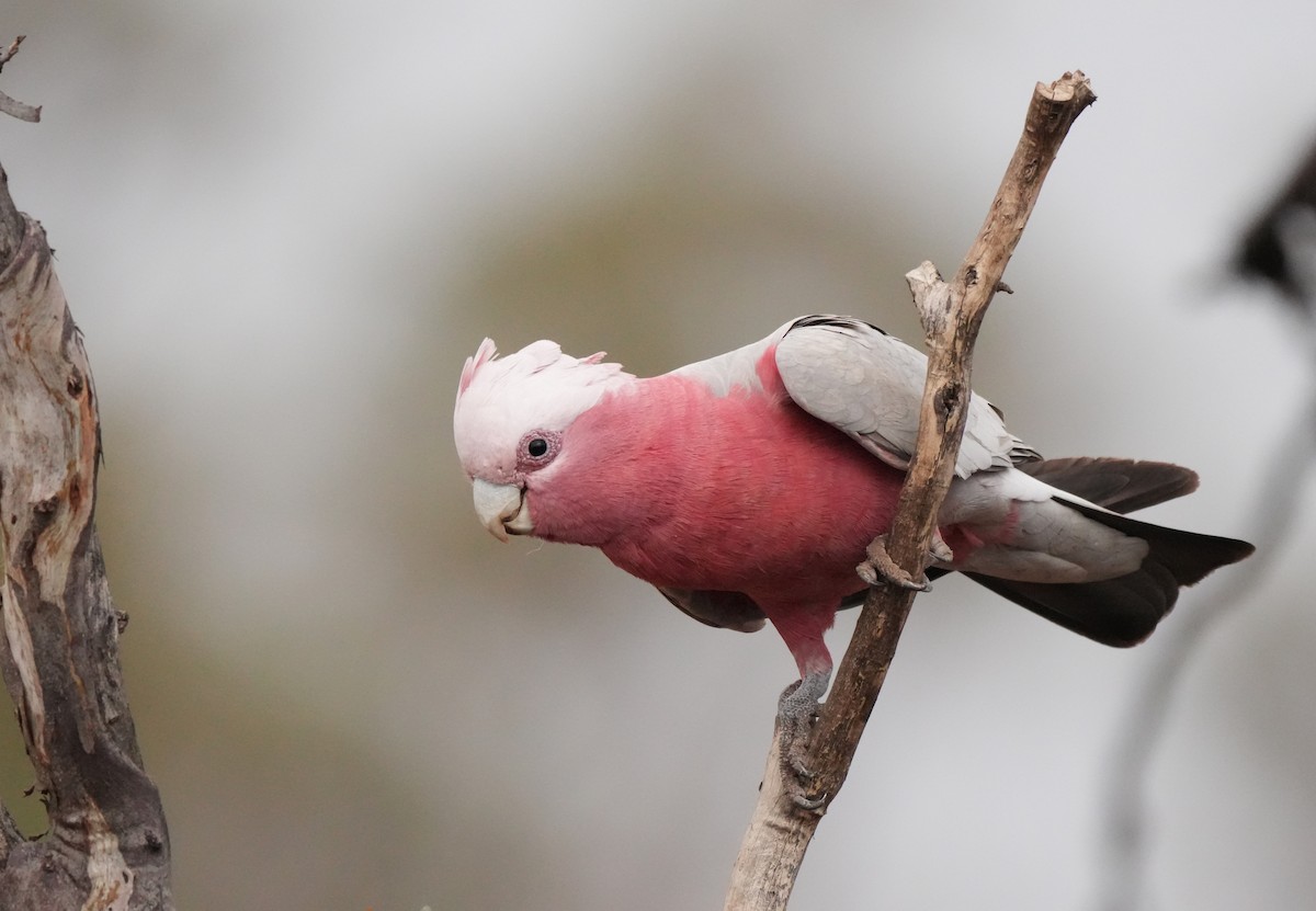 Galah - ML644070389