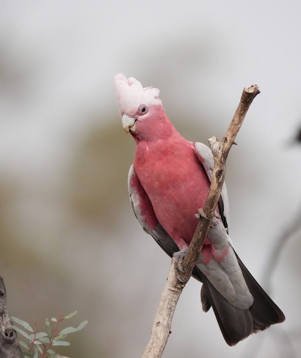 Galah - ML644070390