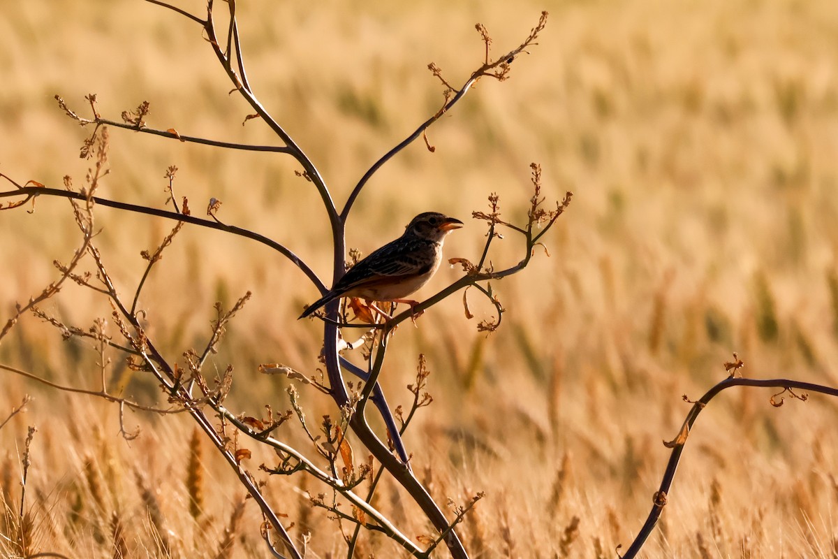 Singing Bushlark - ML644070404