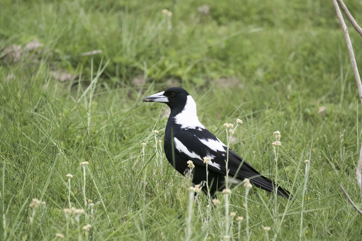 Australian Magpie - ML644070407