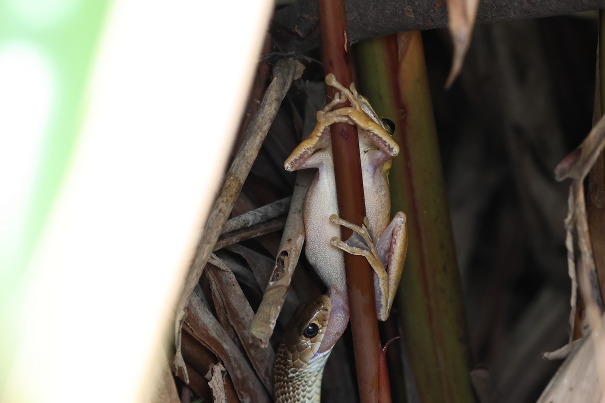 Indo-Chinese Rat Snake - ML644070415