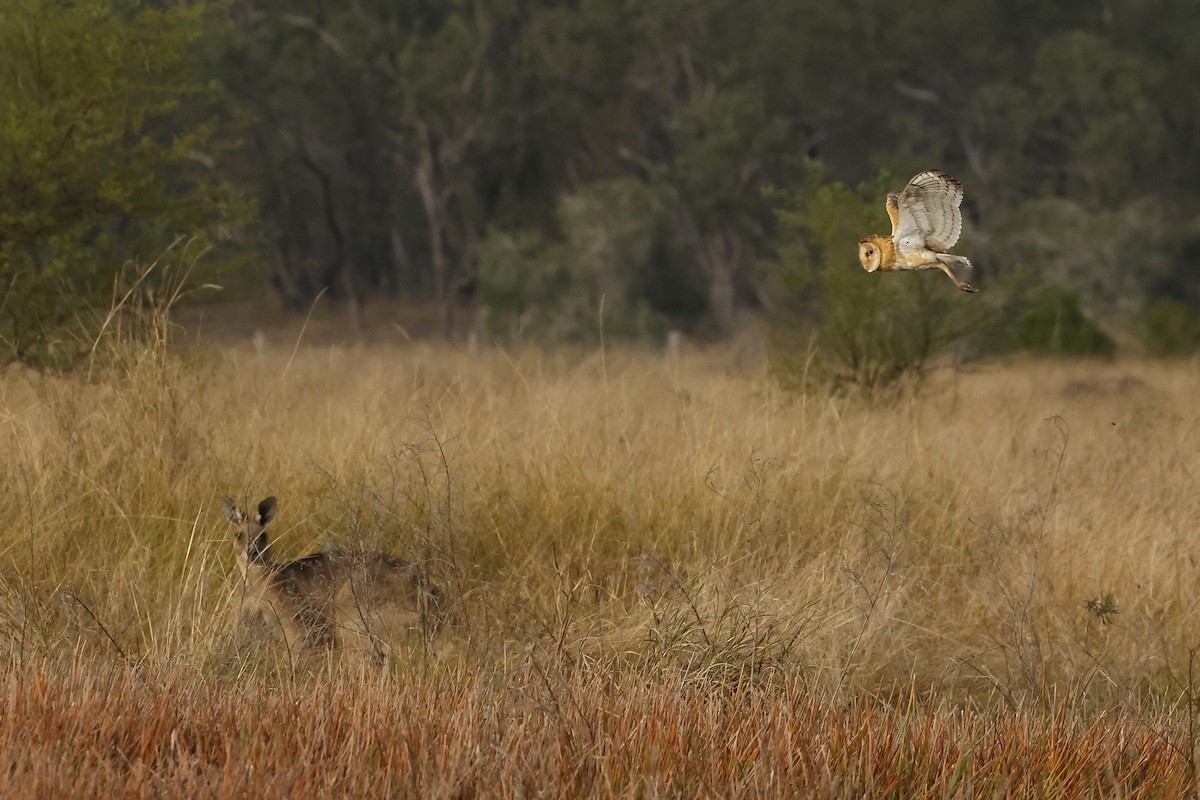 Lechuza Patilarga - ML644070417