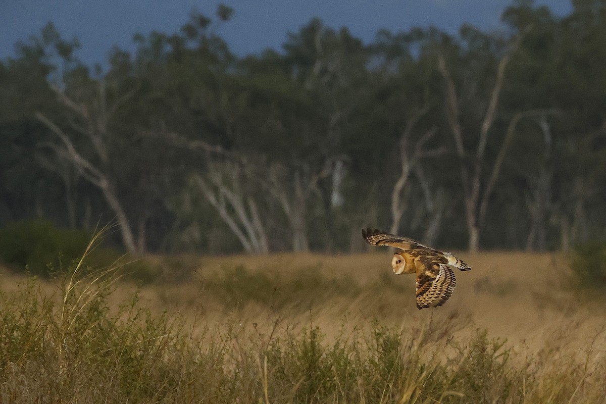 Lechuza Patilarga - ML644070418