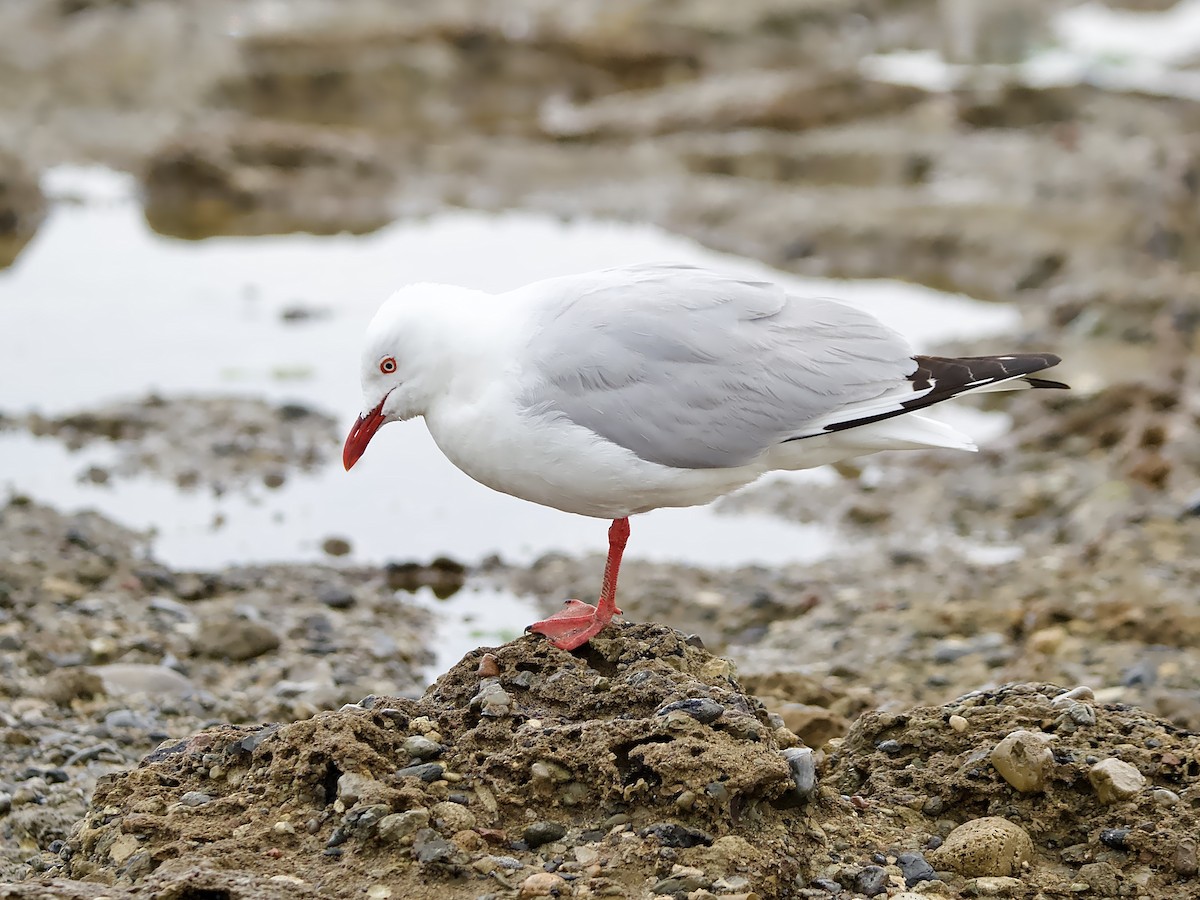 Silver Gull - ML644070426