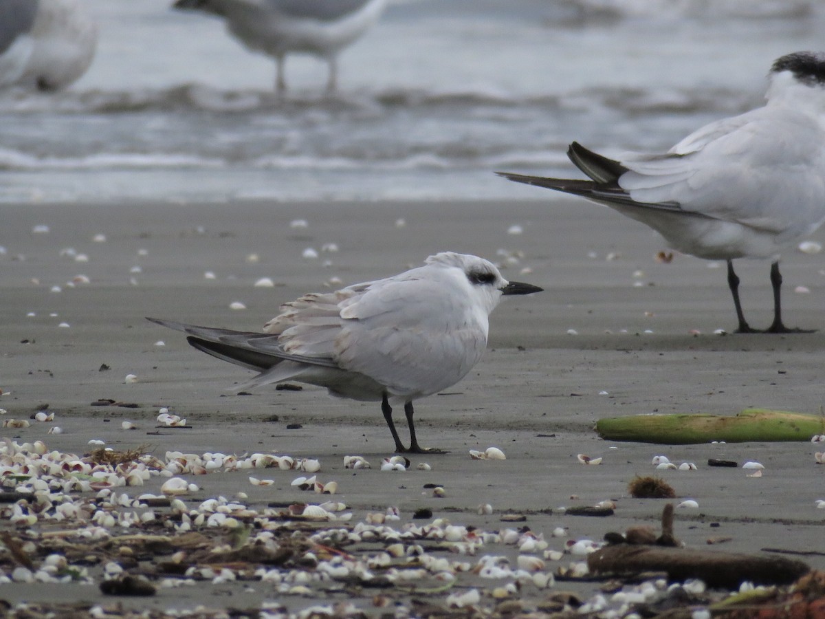 Gull-billed Tern - ML644070429