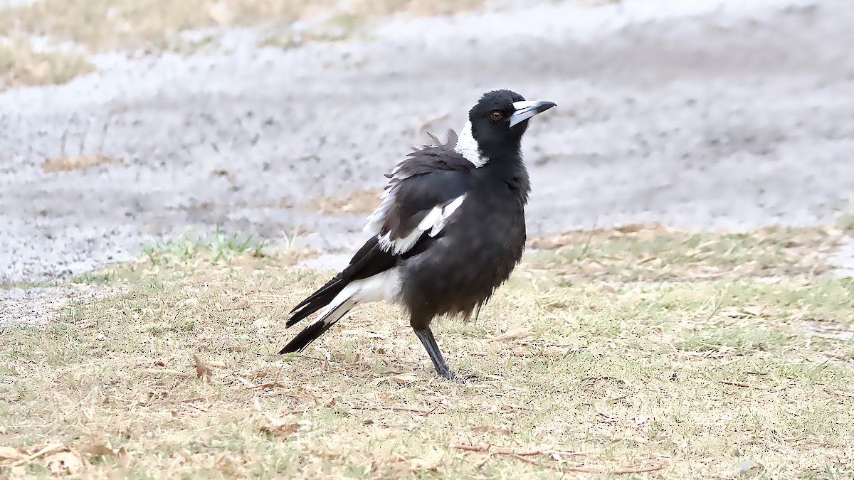 Australian Magpie - ML644070444