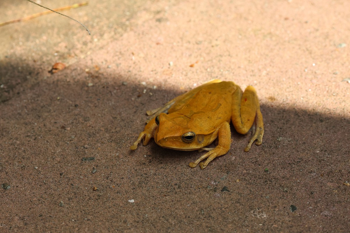 Spot-legged Tree Frog - ML644070446