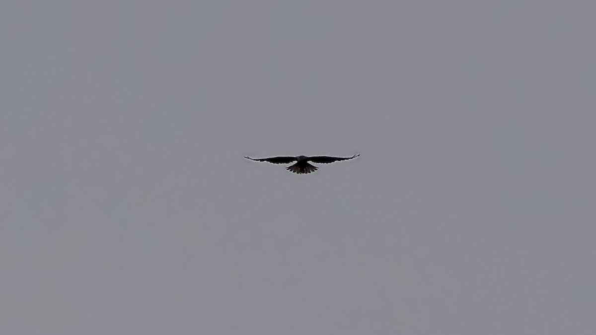 Black-shouldered Kite - ML644070457