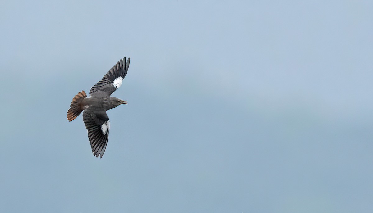 Chestnut-tailed Starling - ML644070458