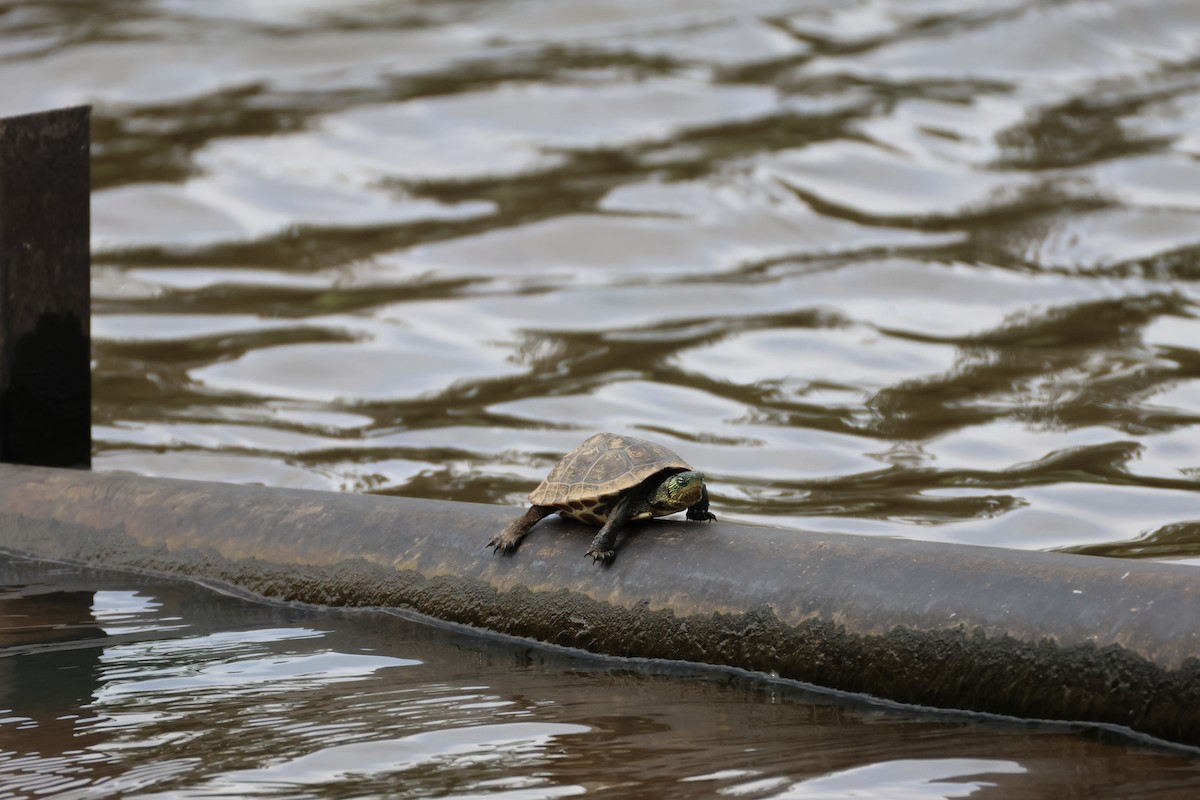 Common thread turtle - ML644070459