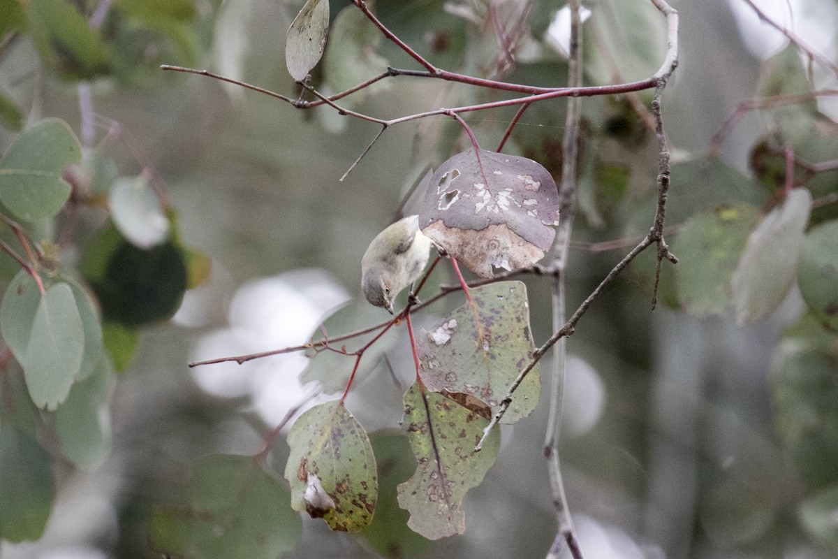 コバシムシクイ - ML644070460