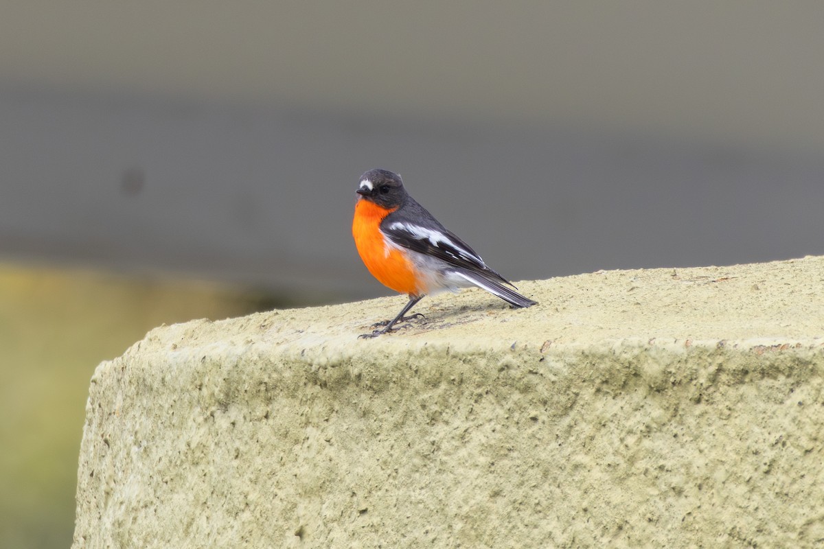 Flame Robin - ML644070462