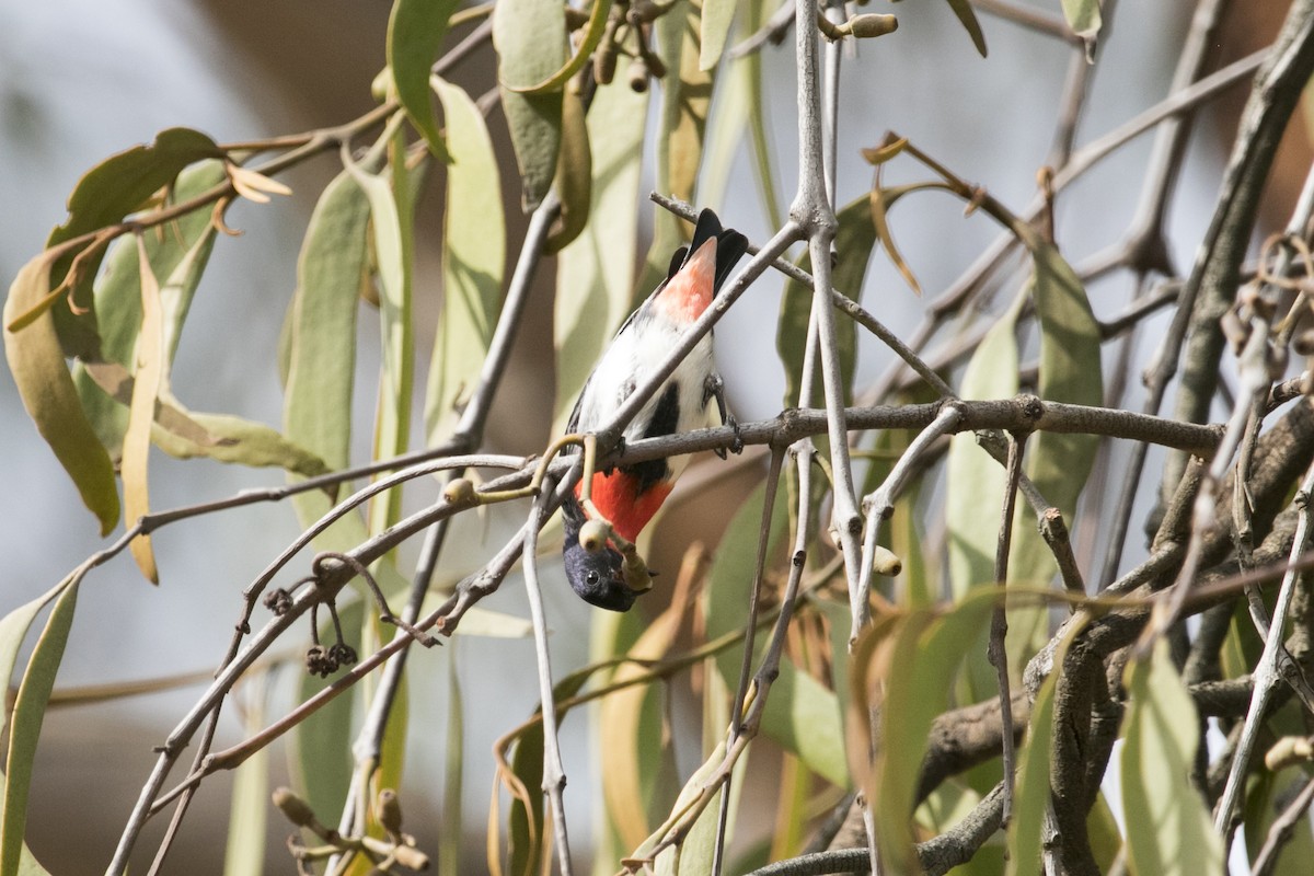 Mistletoebird - ML644070475