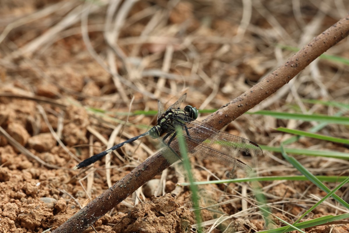 Slender Skimmer - ML644070478