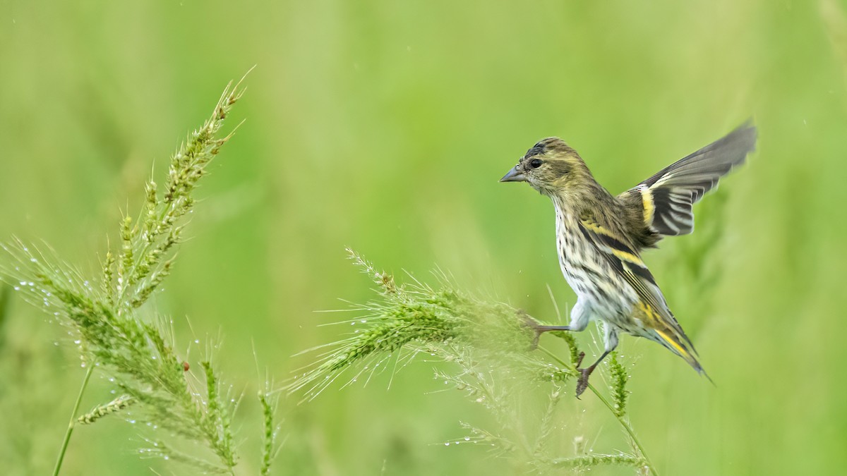 Eurasian Siskin - ML644070483