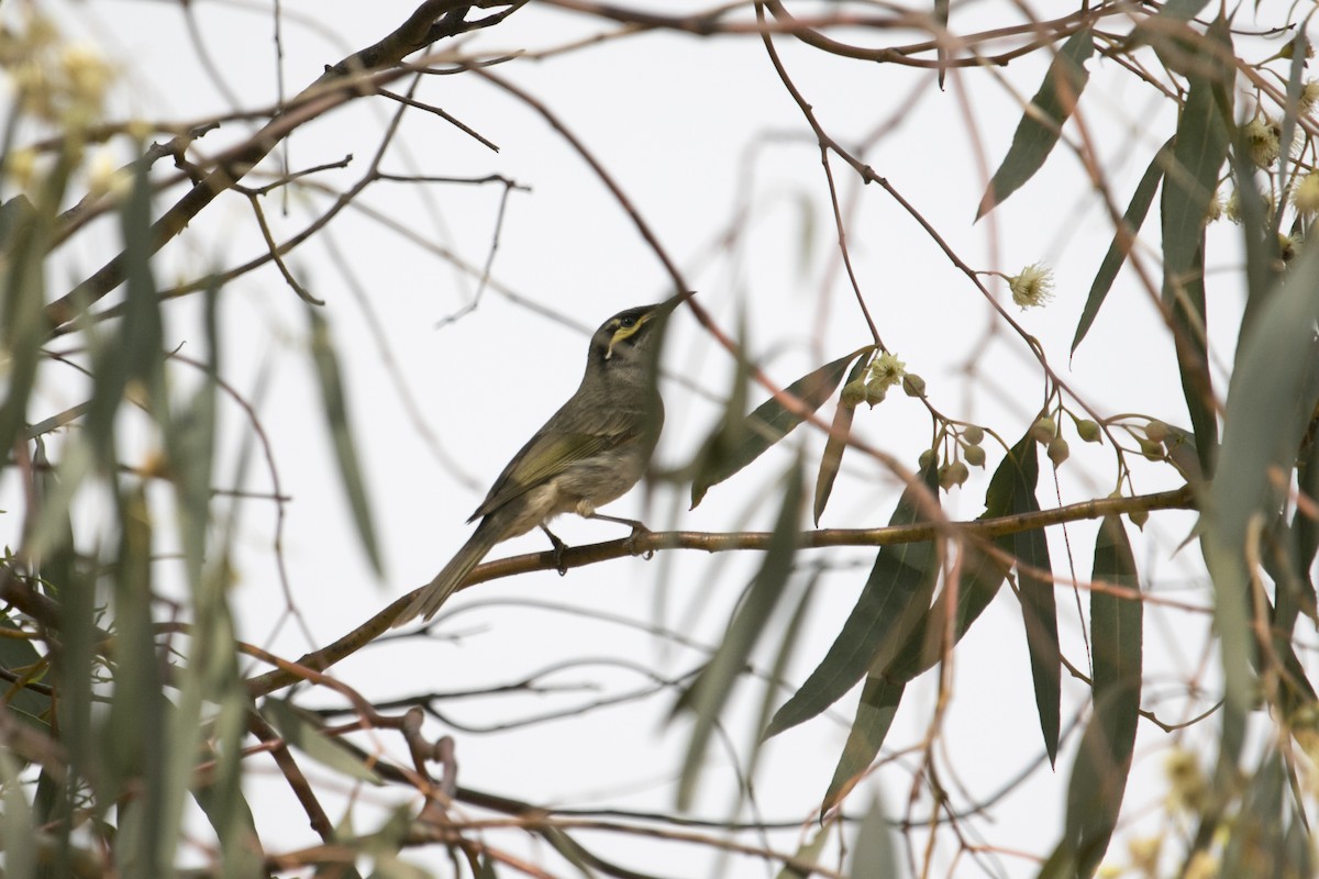 Yellow-faced Honeyeater - ML644070484