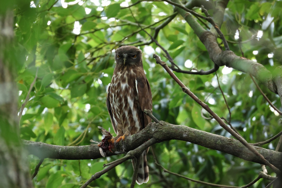 Northern Boobook - ML644070491