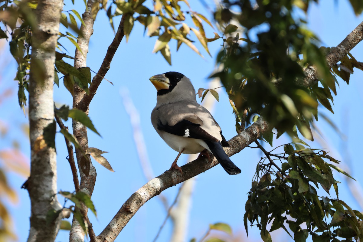 Japanese Grosbeak - ML644070505