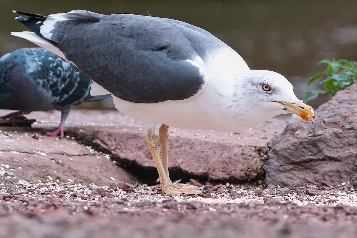 Lesser Black-backed Gull - ML644070507