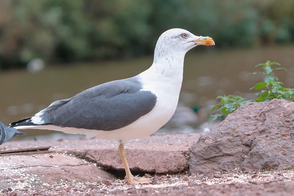 Lesser Black-backed Gull - ML644070508