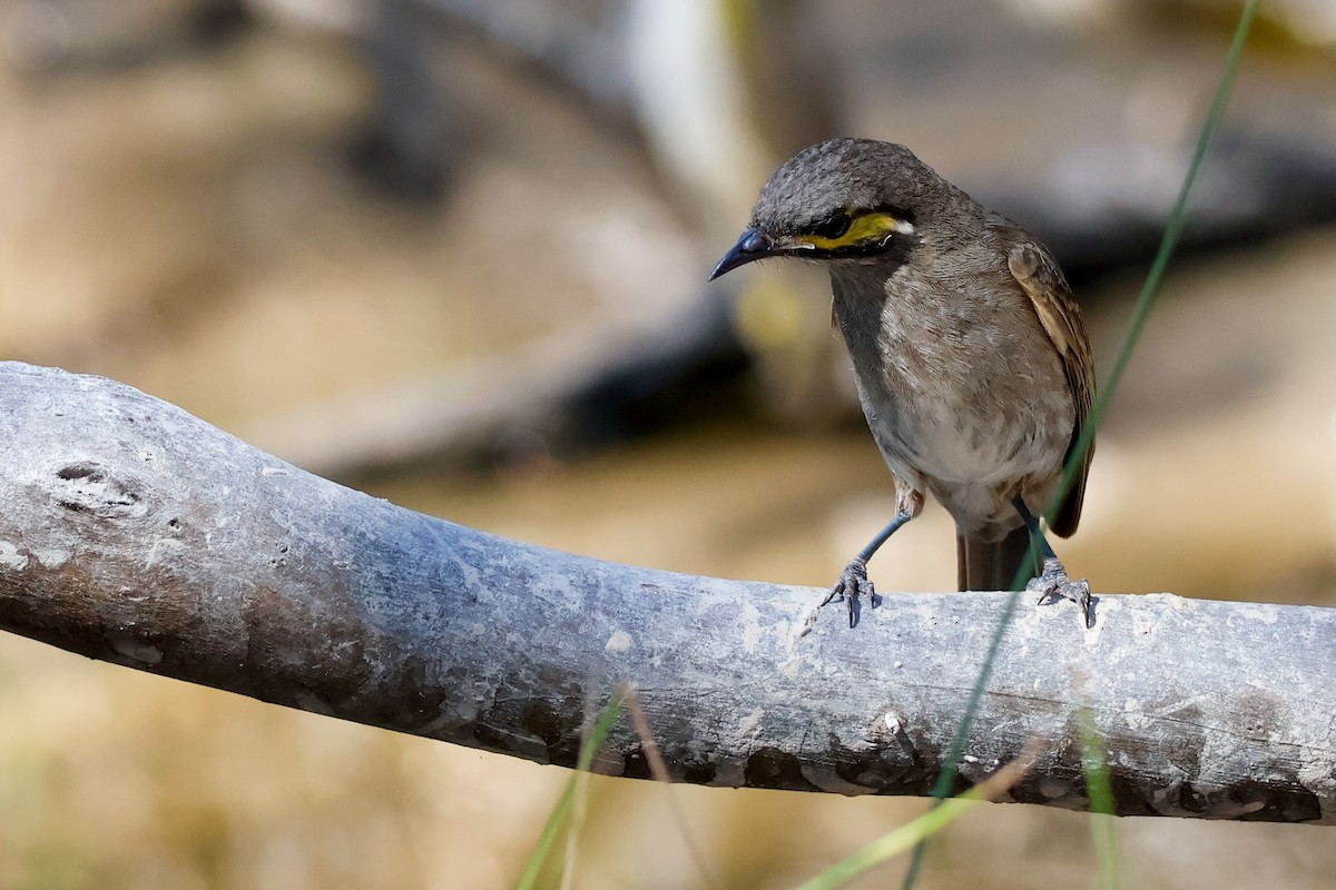 Yellow-faced Honeyeater - ML644070514