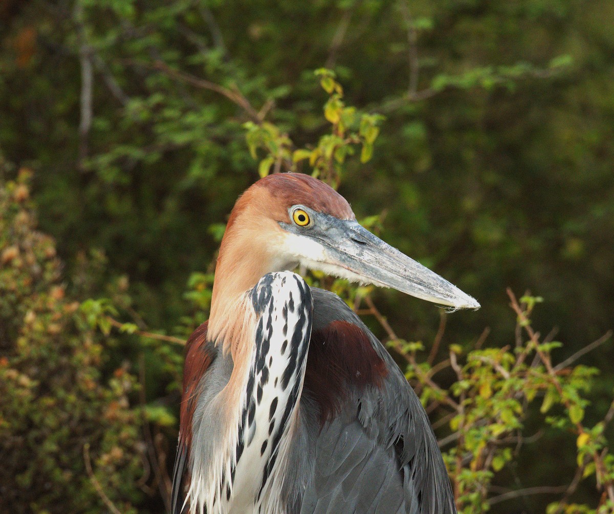 Goliath Heron - ML644070515