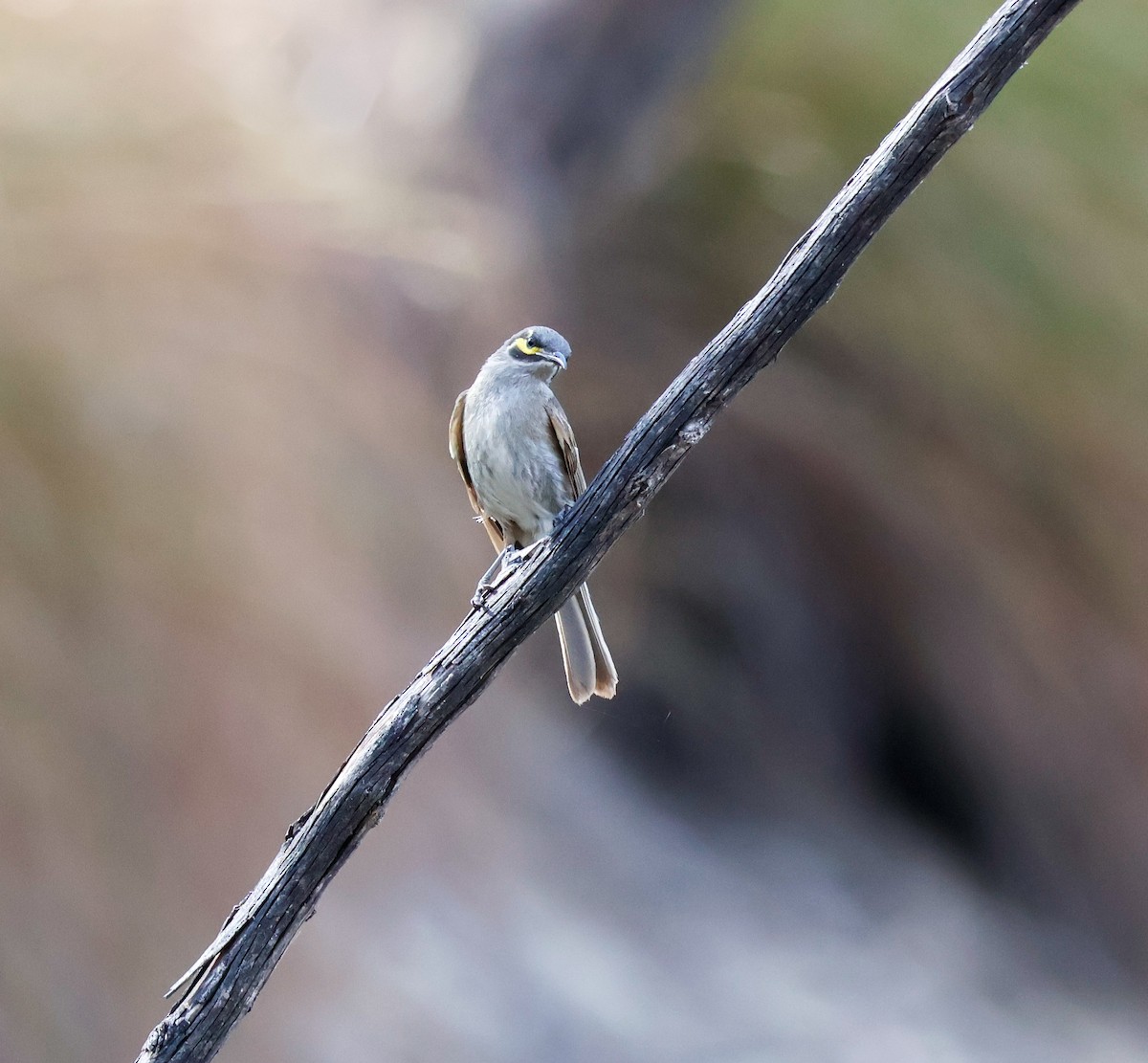 Yellow-faced Honeyeater - ML644070520