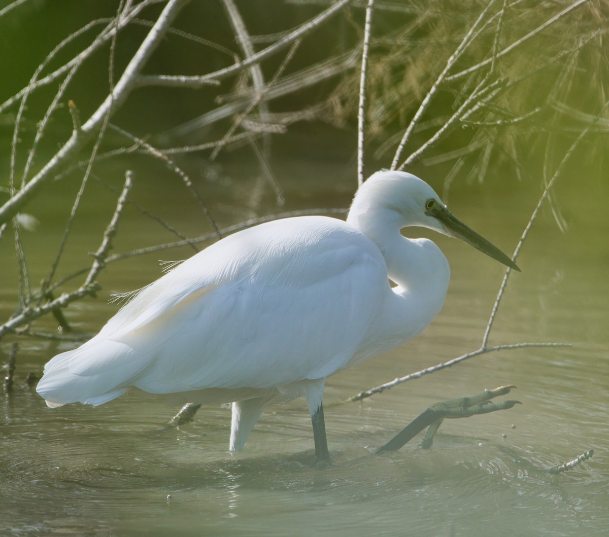 Little Egret - ML644070529