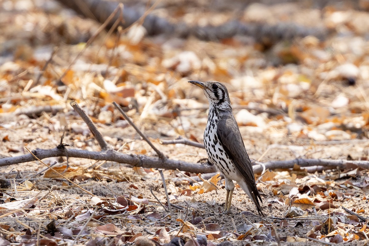 Groundscraper Thrush - ML644070533