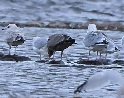 American Herring Gull - ML644070534
