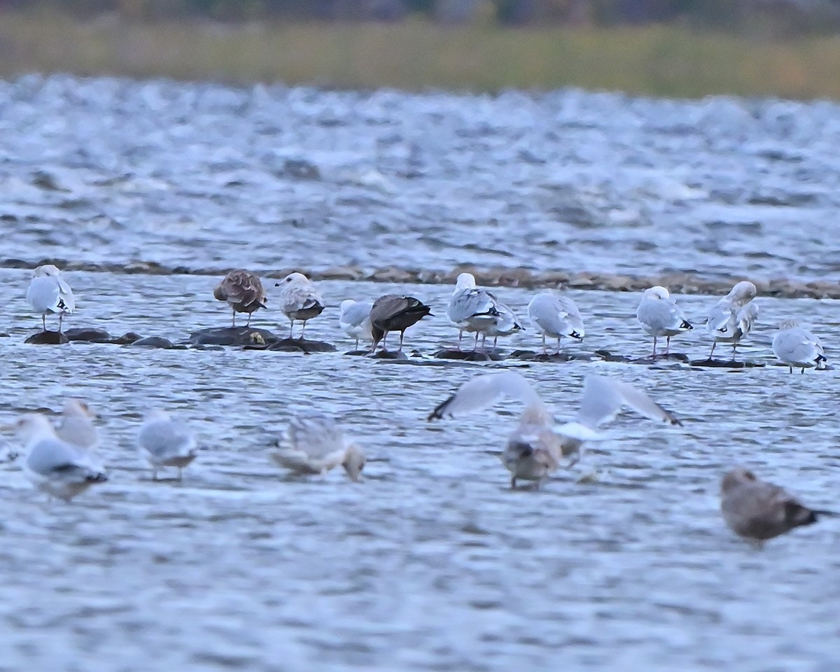 American Herring Gull - ML644070535
