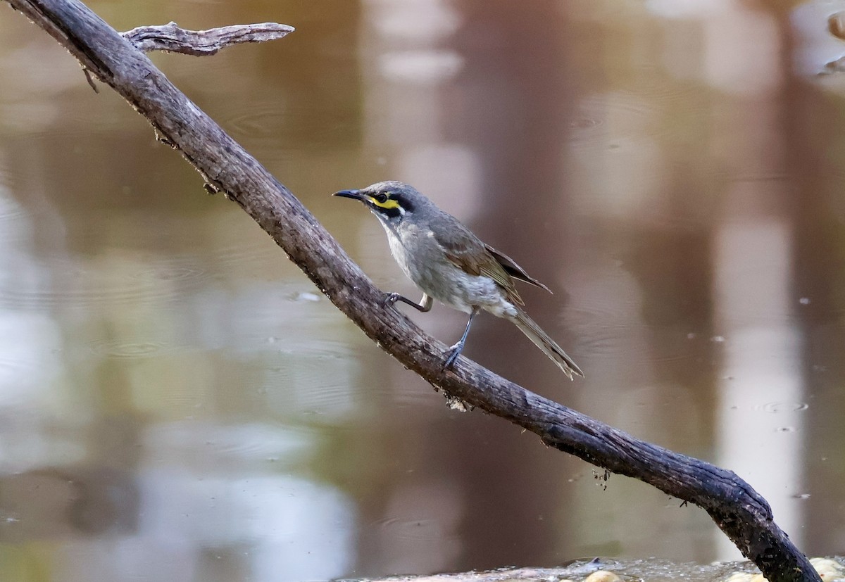 Yellow-faced Honeyeater - ML644070539