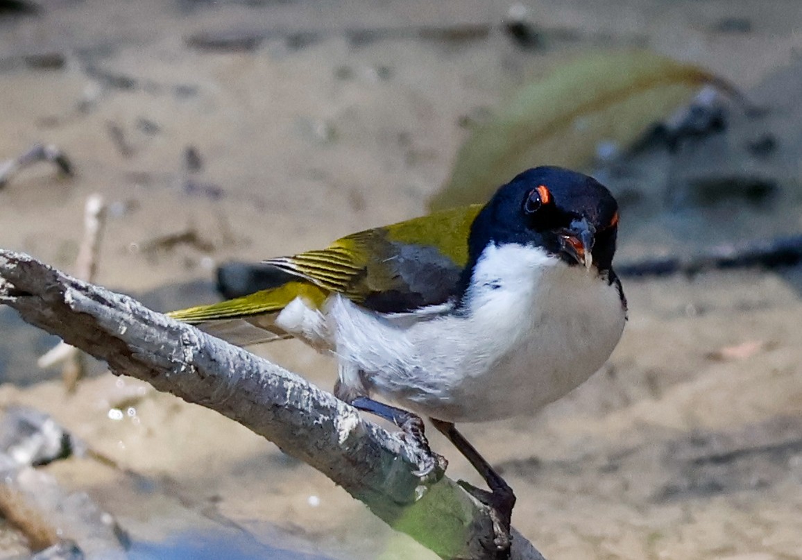 White-naped Honeyeater - ML644070551