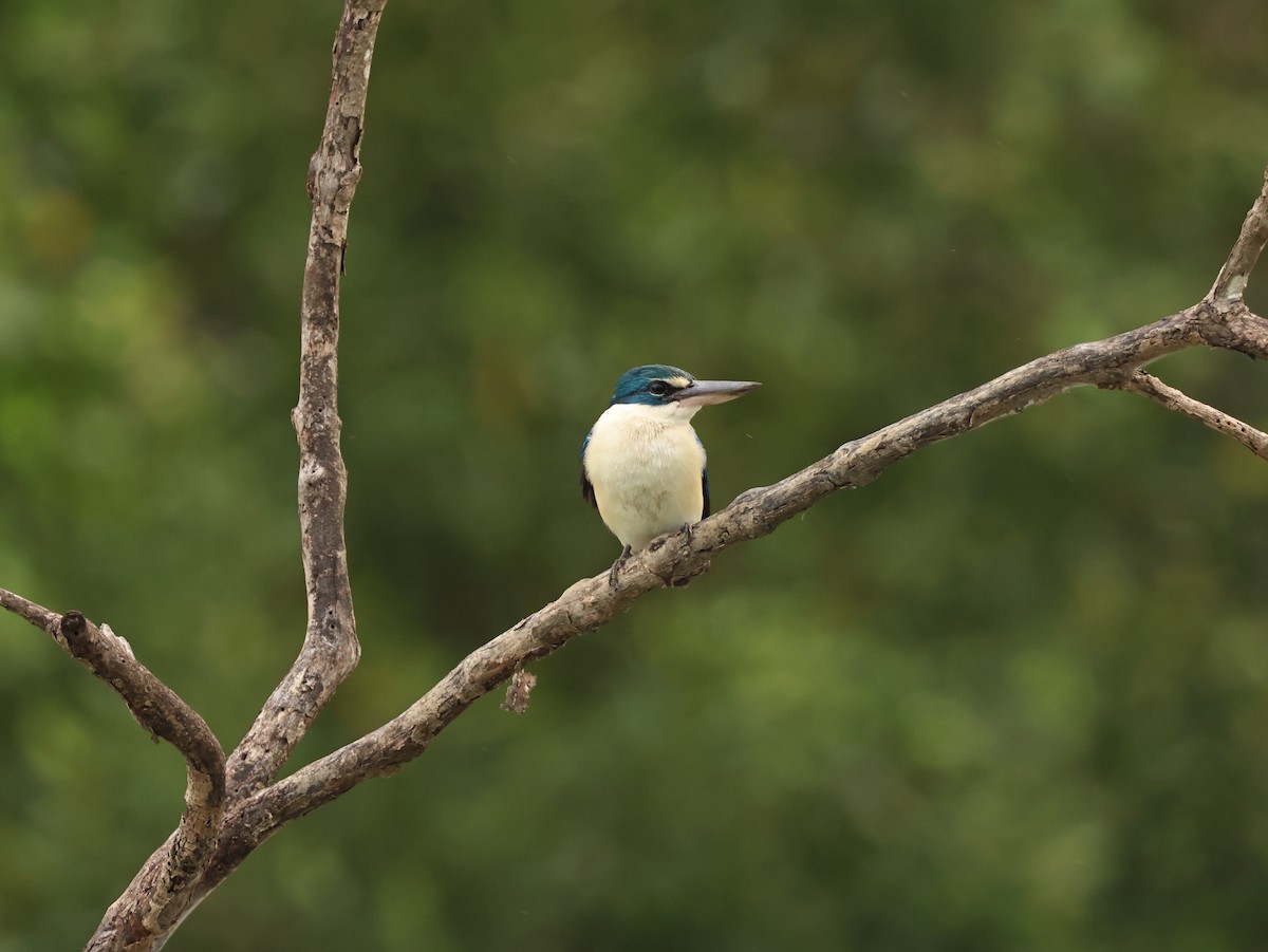 Collared Kingfisher - ML644070570